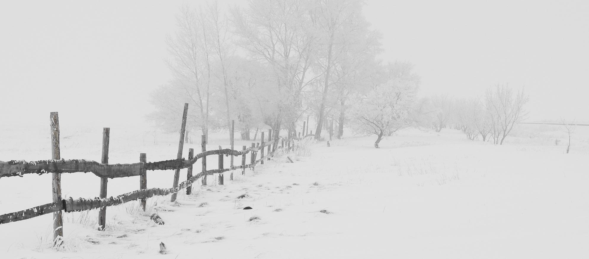 Where winter crows go